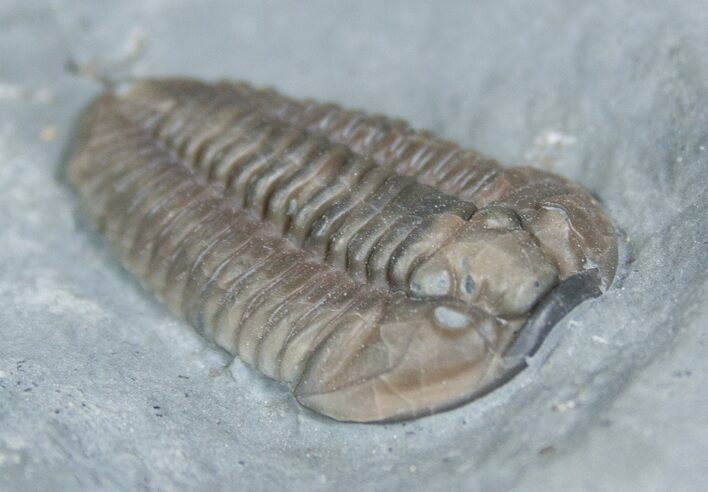 Flexicalymene retrorsa #2293